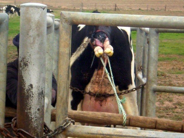 Cow Back