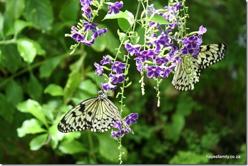 IMG_0787 IMG_0787